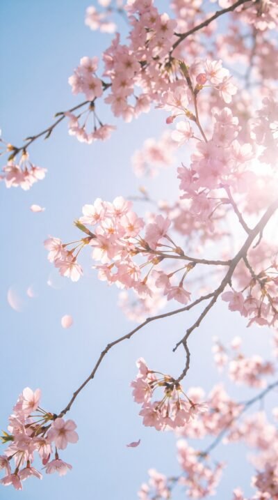Blossom Sky Wallpaper
